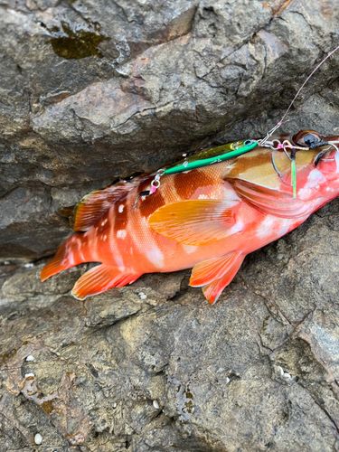 アカハタの釣果