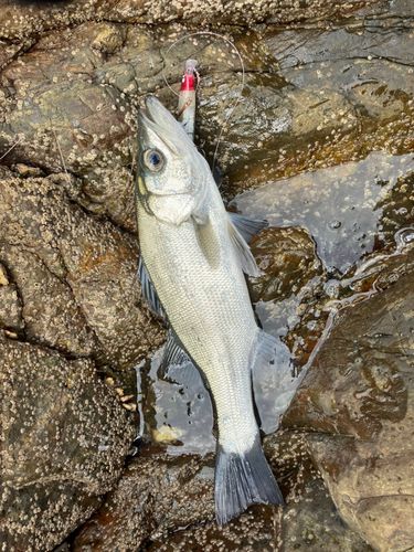 ヒラスズキの釣果