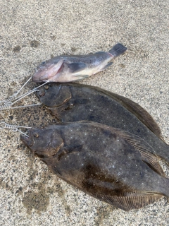 ヒラメの釣果