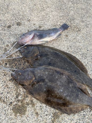 ヒラメの釣果