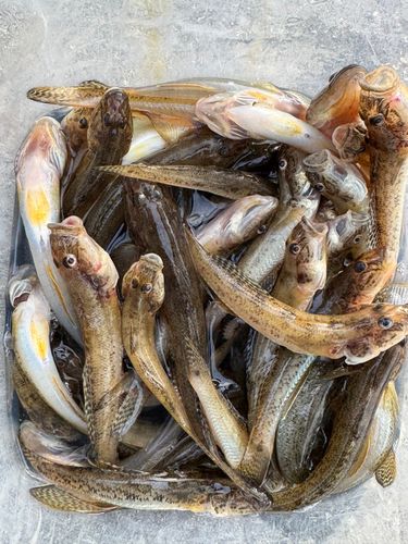 ハゼの釣果