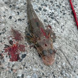 コチ