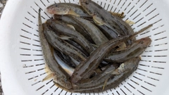 マハゼの釣果