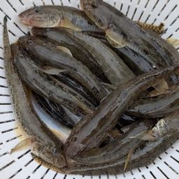 マハゼ