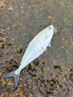 イケカツオの釣果