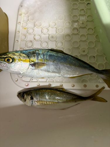 フクラギの釣果