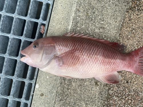 コブダイの釣果