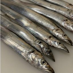 タチウオ