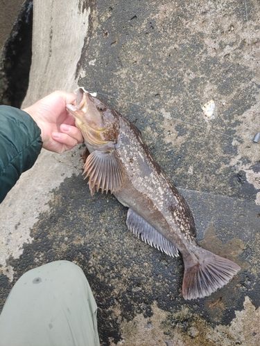 アイナメの釣果