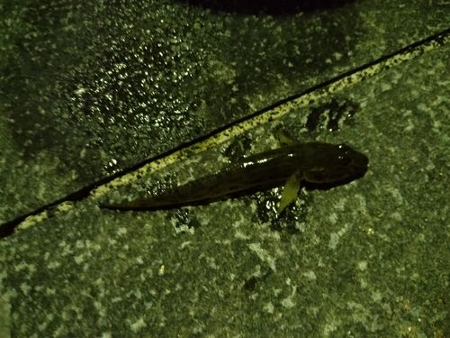マハゼの釣果