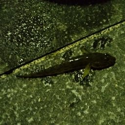 マハゼ