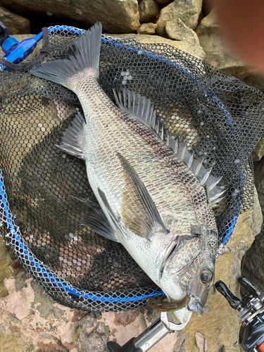 チヌの釣果