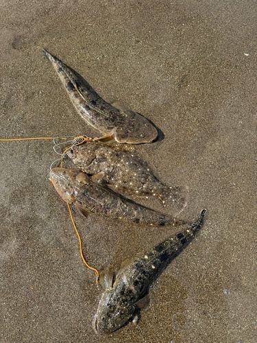 マゴチの釣果