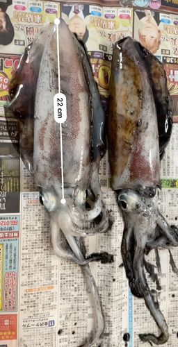 アオリイカの釣果