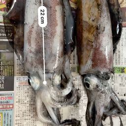 アオリイカ