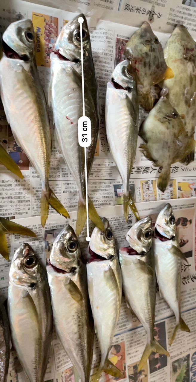 アオリイカ