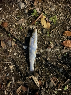 ウグイの釣果