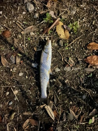 ウグイの釣果