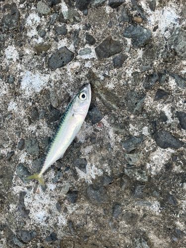 マサバの釣果