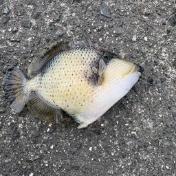 ゴマモンガラ