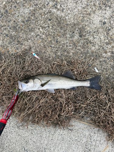 セイゴ（マルスズキ）の釣果