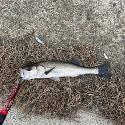 セイゴ(マルスズキ)