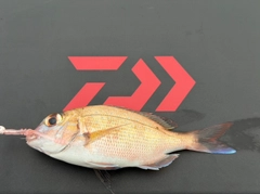 チャリコの釣果