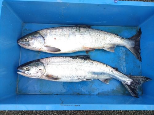 アキアジの釣果
