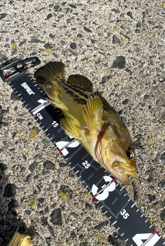 シマソイの釣果