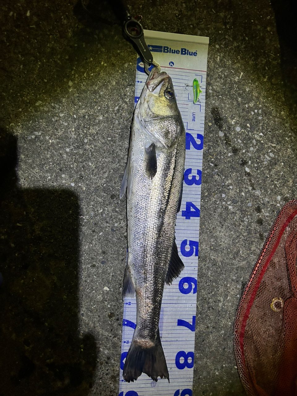 SHIMANO 18エクスセンスジェノス S92ML/F-3の最安値・インプレ・釣果