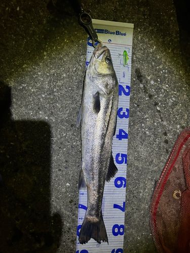 シーバスの釣果