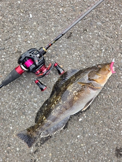 アイナメの釣果