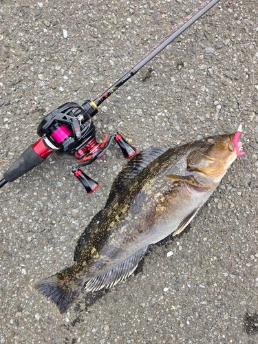 アイナメの釣果