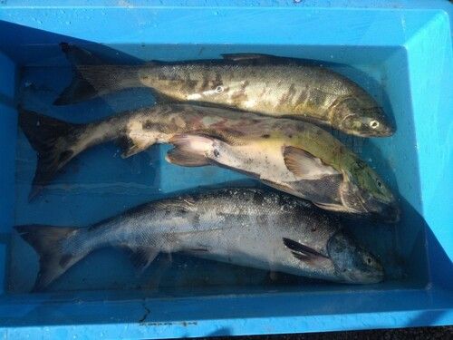 アキアジの釣果