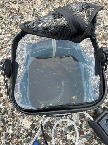 メジナの釣果