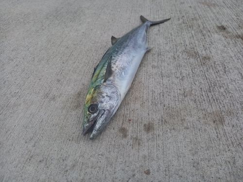 サゴシの釣果