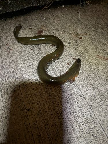 ウナギの釣果
