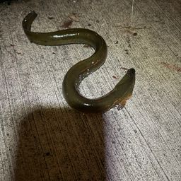 ウナギ