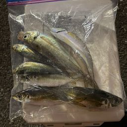 アジ