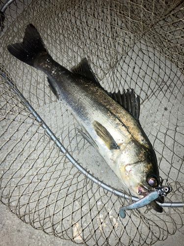 シーバスの釣果