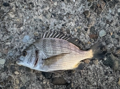クロダイの釣果