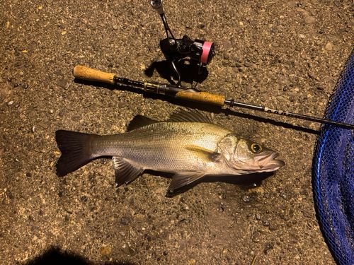 スズキの釣果