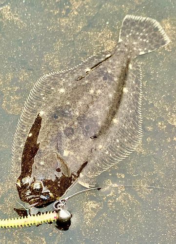 ソゲの釣果