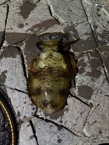 アオリイカの釣果