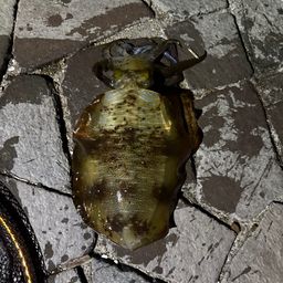 アオリイカ
