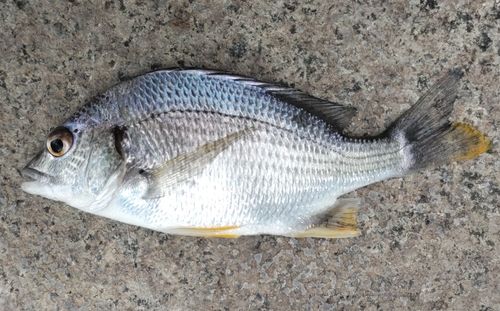キビレの釣果
