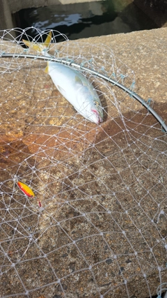 ツバスの釣果
