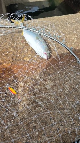 南港魚つり公園