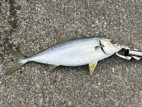 ワカシの釣果