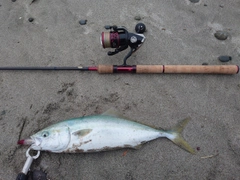 イナダの釣果